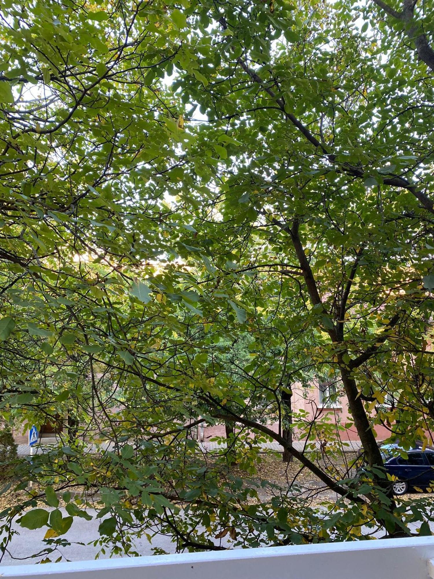 Vanja Apartman Vrsac Dış mekan fotoğraf